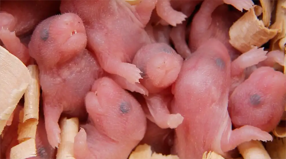 Nest of newborn rodents.