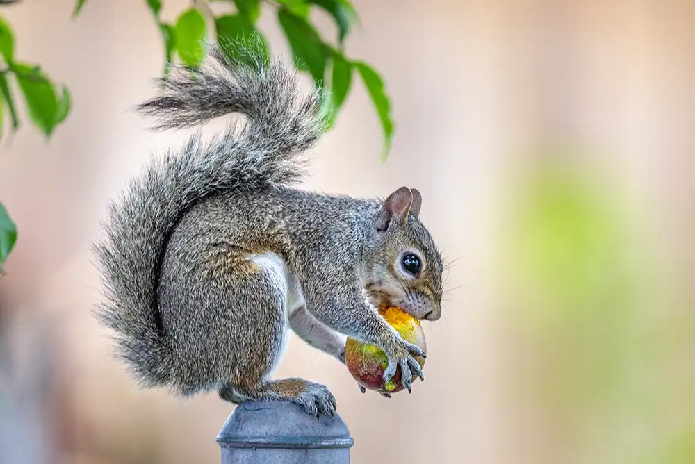 Featured image for “Are There Safe and Humane Rodent Trap Options?”